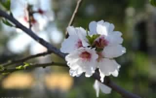 Almendro en flor prunus dulcis2B252892529